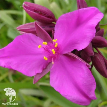 Фото Традесканция Андерсона Ред Грейп