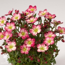 Saxifraga arendsii Alpino Early Picotee Камнеломка Арендса Альпино Эрли Пикоти