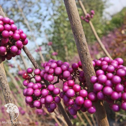 Каликарпа Отум Глори на штамбе