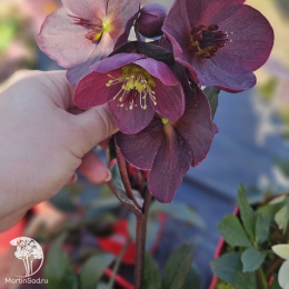 Морозник Айс эн Роузес Корвина