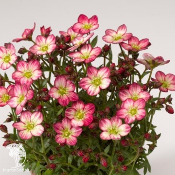 Фото Saxifraga arendsii Alpino Early Picotee Камнеломка Арендса Альпино Эрли Пикоти