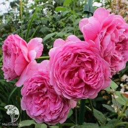 Роза английская парковая Принцесс Александра оф Кент