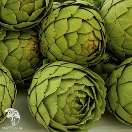 Артишок Гурман