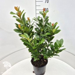 Лавровишня обыкновенная Антониус