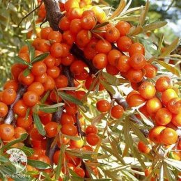 Описание светло-желтых плодов