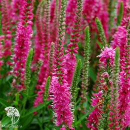 Вероника колосистая Ротфукс