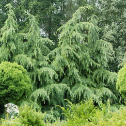Криптомерия японская Элеганс Виридис