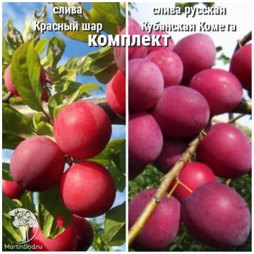 Фото Сверхвыгодный комплект! Слива Красный шар колоновидная + опылитель слива русская (алыча) Кубанская Комета