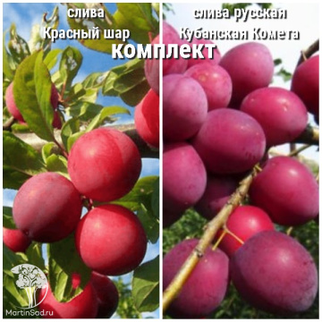 Фото Сверхвыгодный комплект! Слива Красный шар колоновидная + опылитель слива русская (алыча) Кубанская Комета