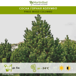 Сосна горная Колумбо