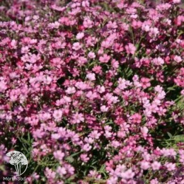 Гипсофила Махровая многолетняя