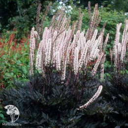  Цимицифуга простая Пинк Спайк