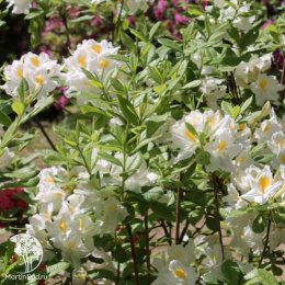 Азалия гибридная Персил