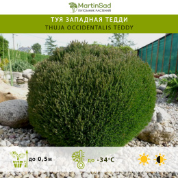 Туя западная Тедди