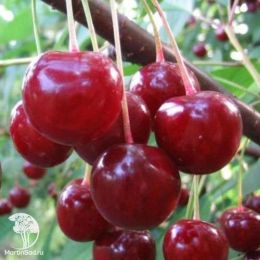 Сверхвыгодный комплект! Вишня Десертная Морозовой + опылитель Вишня Владимирская
