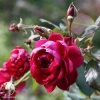 Роза плетистая Квадра фото 1 