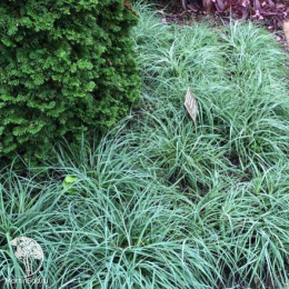 Осока повислая Блю Зингер