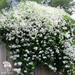 Клематис Маньчжурский