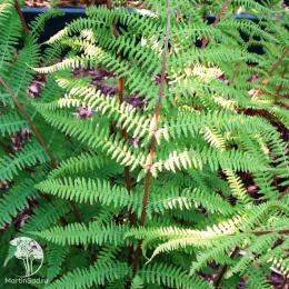  Кочедыжник Ротстиел (женский)