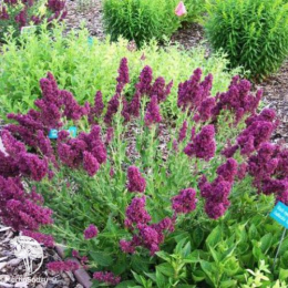 Набор для ароматной грядки шалфей Майнахт + Рапсоди ин Блю + Плюмоза