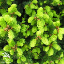 Ель обыкновенная Эмсланд