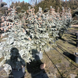 Ель колючая Хупсии