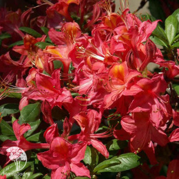 Азалия Тунис