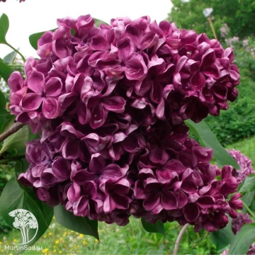 Фото Сирень обыкновенная Байконур