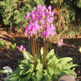 Додекатеон обыкновенный