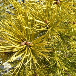 Сосна обыкновенная Аурея