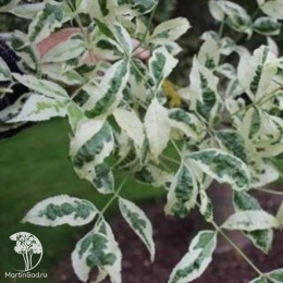 Ясень американский Ханки Панк на штамбе