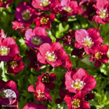 Фото Камнеломка Арендса Хардер Цверг