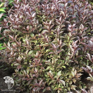 Вейгела Наоми Кэмпбелл