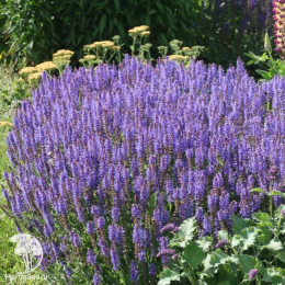 Набор для ароматной грядки шалфей Блауконигин + Остфрисленд + Квин Роуз