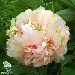 Пион древовидный Лу Сян Циу / Зелёный Шар