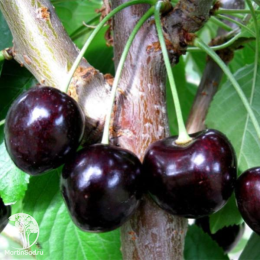 Черешня Ленинградская Чёрная