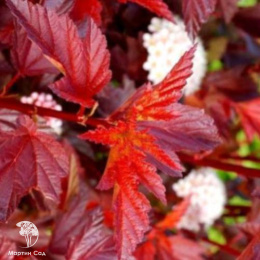 Пузыреплодник калинолистный Мефисто