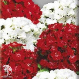 Гвоздика (бородатая) Турецкая Аллегро