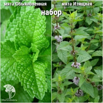 Фото Набор для чая мята Обыкновенная + Изящная