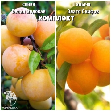 Фото Сверхвыгодный комплект! Слива Белая медовая + опылитель алыча Злато Скифов