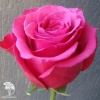 Роза чайно-гибридная Топаз фото 2 