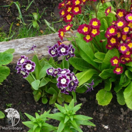 Примула высокая Смесь окрасок