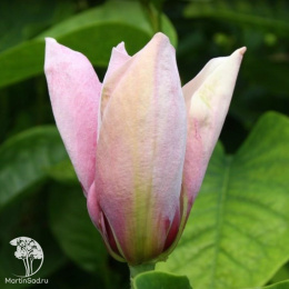 Магнолия бруклинская Ева Мария