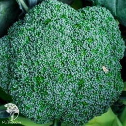 Капуста брокколи Мачо +Сельдерей Ванюша серия Дуэт Хорошие соседи 