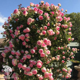 Роза плетистая Эден Роуз 85