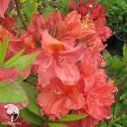 Азалия крупноцветковая Сарина