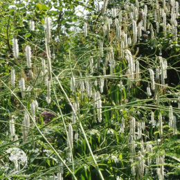 Кровохлебка мелкоцветковая