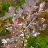 Бук лесной Атропурпурея фото 3 