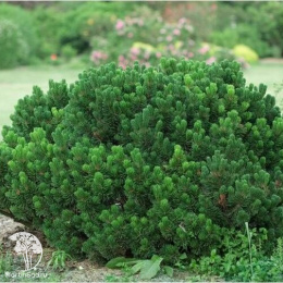 Сосна горная Шервуд Компакт