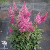 Astilbe Elisabeth van Veen Астильба японская Элизабет Ван Вин фото 2 